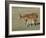 Sorrel Mare with Chestnut Filly, Pryor Mountains, Montana, USA-Carol Walker-Framed Photographic Print