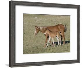 Sorrel Mare with Chestnut Filly, Pryor Mountains, Montana, USA-Carol Walker-Framed Photographic Print