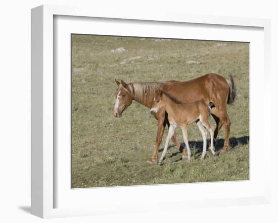 Sorrel Mare with Chestnut Filly, Pryor Mountains, Montana, USA-Carol Walker-Framed Photographic Print