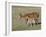 Sorrel Mare with Chestnut Filly, Pryor Mountains, Montana, USA-Carol Walker-Framed Photographic Print