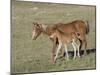 Sorrel Mare with Chestnut Filly, Pryor Mountains, Montana, USA-Carol Walker-Mounted Photographic Print