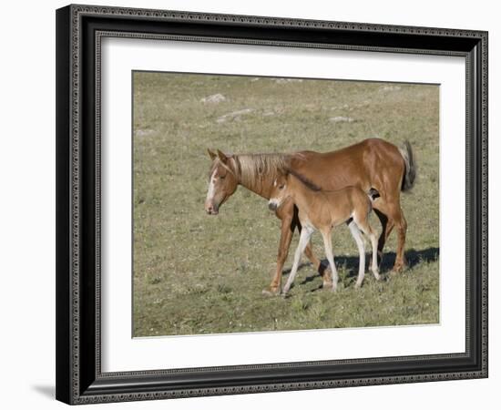 Sorrel Mare with Chestnut Filly, Pryor Mountains, Montana, USA-Carol Walker-Framed Photographic Print