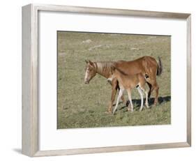Sorrel Mare with Chestnut Filly, Pryor Mountains, Montana, USA-Carol Walker-Framed Photographic Print