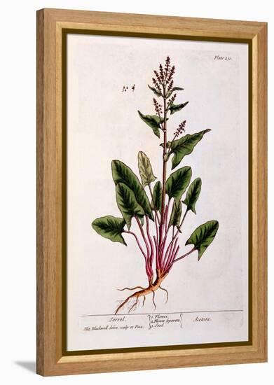 Sorrel, Plate 230 from 'A Curious Herbal', Published 1782-Elizabeth Blackwell-Framed Premier Image Canvas