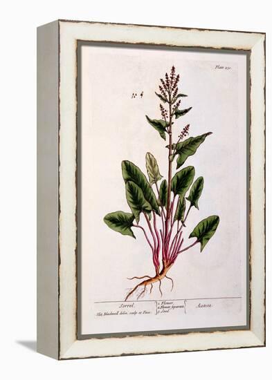 Sorrel, Plate 230 from 'A Curious Herbal', Published 1782-Elizabeth Blackwell-Framed Premier Image Canvas