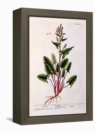 Sorrel, Plate 230 from 'A Curious Herbal', Published 1782-Elizabeth Blackwell-Framed Premier Image Canvas