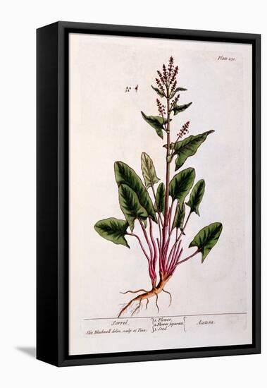 Sorrel, Plate 230 from 'A Curious Herbal', Published 1782-Elizabeth Blackwell-Framed Premier Image Canvas