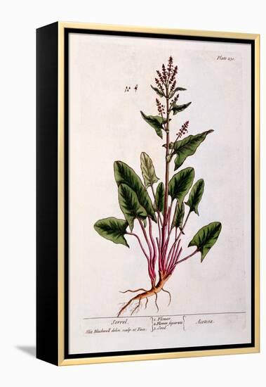 Sorrel, Plate 230 from 'A Curious Herbal', Published 1782-Elizabeth Blackwell-Framed Premier Image Canvas