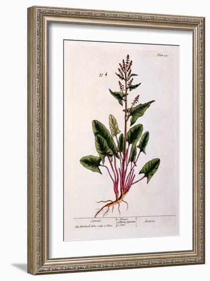 Sorrel, Plate 230 from 'A Curious Herbal', Published 1782-Elizabeth Blackwell-Framed Giclee Print