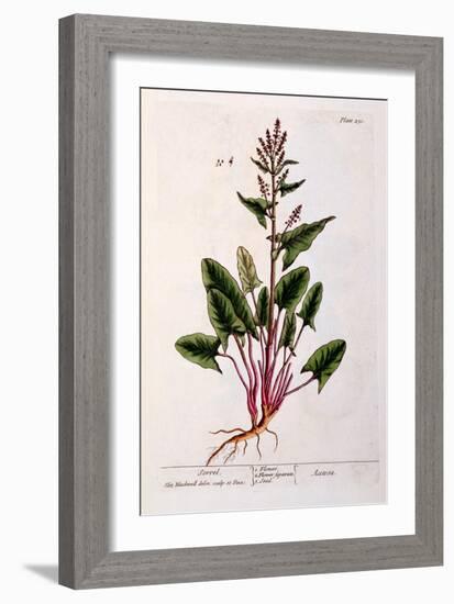 Sorrel, Plate 230 from 'A Curious Herbal', Published 1782-Elizabeth Blackwell-Framed Giclee Print