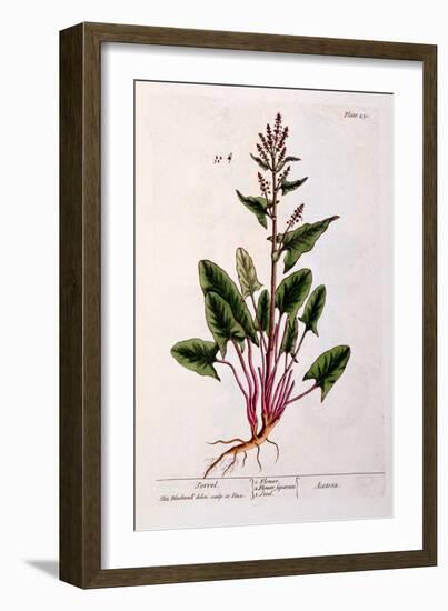Sorrel, Plate 230 from 'A Curious Herbal', Published 1782-Elizabeth Blackwell-Framed Giclee Print