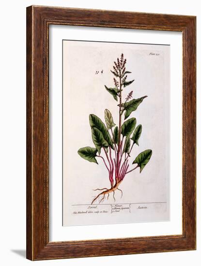 Sorrel, Plate 230 from 'A Curious Herbal', Published 1782-Elizabeth Blackwell-Framed Giclee Print