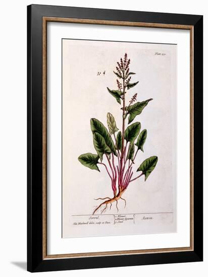 Sorrel, Plate 230 from 'A Curious Herbal', Published 1782-Elizabeth Blackwell-Framed Giclee Print