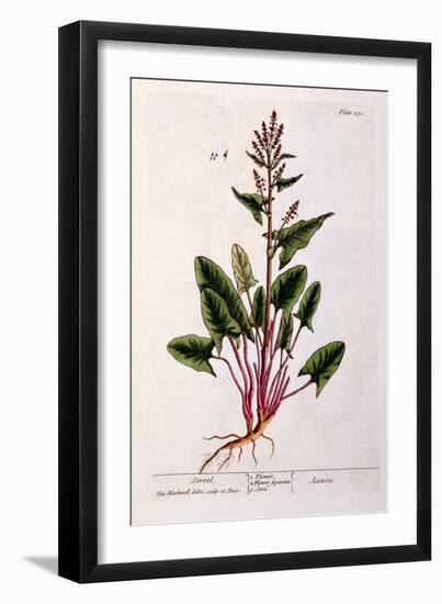 Sorrel, Plate 230 from 'A Curious Herbal', Published 1782-Elizabeth Blackwell-Framed Giclee Print