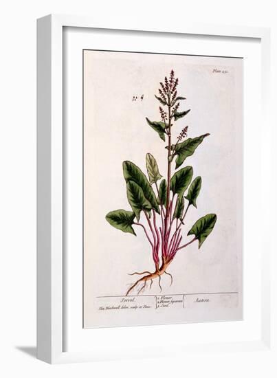 Sorrel, Plate 230 from 'A Curious Herbal', Published 1782-Elizabeth Blackwell-Framed Giclee Print