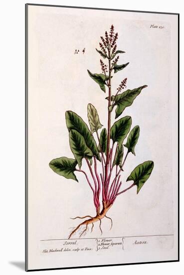 Sorrel, Plate 230 from 'A Curious Herbal', Published 1782-Elizabeth Blackwell-Mounted Giclee Print