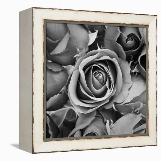 Sorrow Rose-zirconicusso-Framed Stretched Canvas