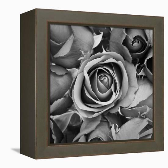 Sorrow Rose-zirconicusso-Framed Stretched Canvas