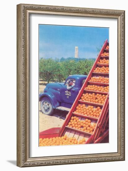 Sorting Oranges in Orchard-null-Framed Art Print