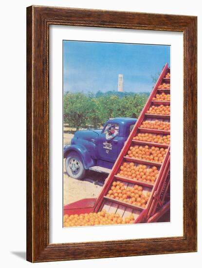 Sorting Oranges in Orchard-null-Framed Art Print