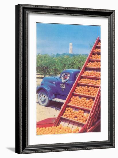 Sorting Oranges in Orchard-null-Framed Art Print