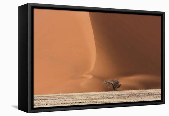 Sossusvlei, Namibia. Acacia Tree at the Base of a Sand Dune-Janet Muir-Framed Premier Image Canvas
