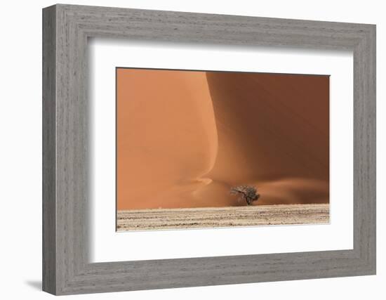 Sossusvlei, Namibia. Acacia Tree at the Base of a Sand Dune-Janet Muir-Framed Photographic Print