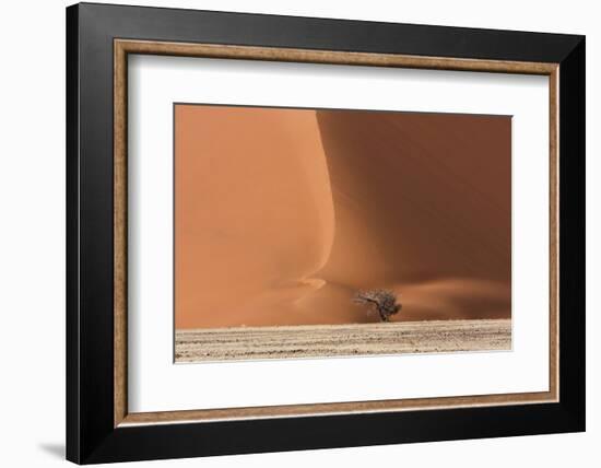 Sossusvlei, Namibia. Acacia Tree at the Base of a Sand Dune-Janet Muir-Framed Photographic Print