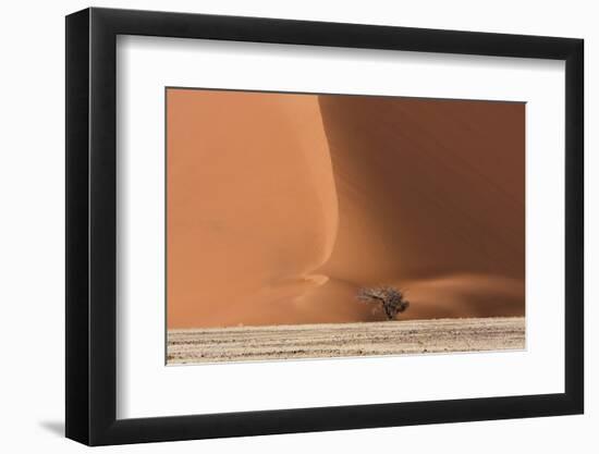 Sossusvlei, Namibia. Acacia Tree at the Base of a Sand Dune-Janet Muir-Framed Photographic Print