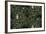 Sothern Bop Forest Green-Bill Jackson-Framed Giclee Print