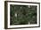 Sothern Bop Forest Green-Bill Jackson-Framed Giclee Print