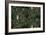 Sothern Bop Forest Green-Bill Jackson-Framed Giclee Print