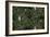 Sothern Bop Forest Green-Bill Jackson-Framed Giclee Print