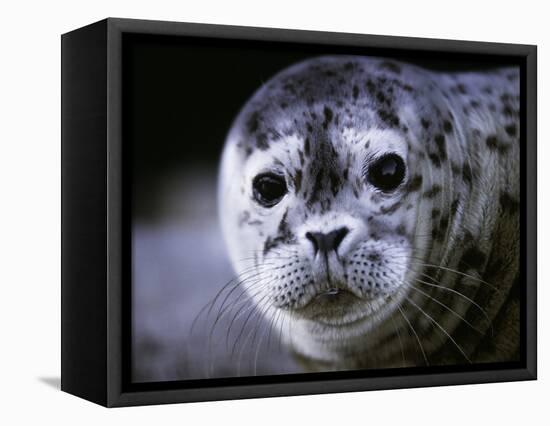 Soulful-Art Wolfe-Framed Premier Image Canvas