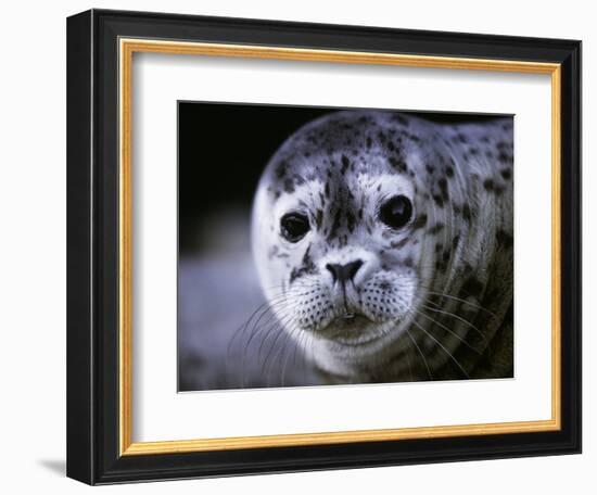 Soulful-Art Wolfe-Framed Photographic Print