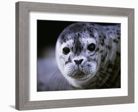 Soulful-Art Wolfe-Framed Photographic Print