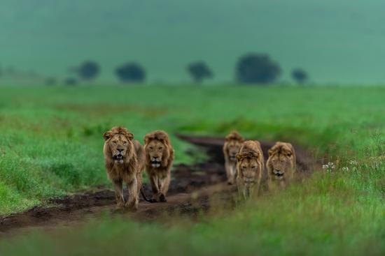 Photographic Print, , large