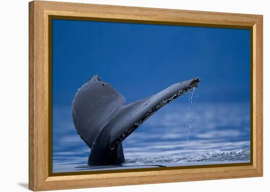 Sounding Humpback Whale, Alaska-Paul Souders-Framed Premier Image Canvas