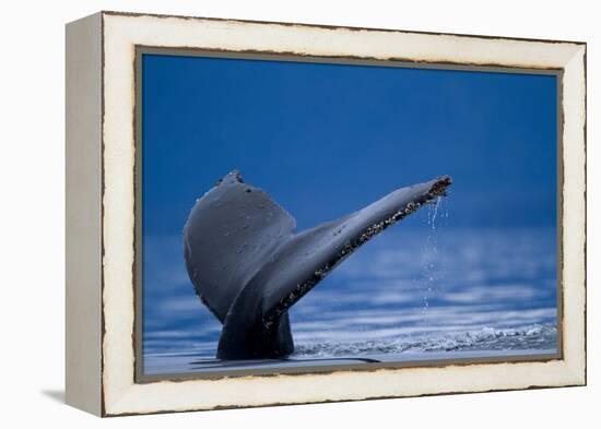 Sounding Humpback Whale, Alaska-Paul Souders-Framed Premier Image Canvas