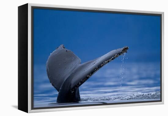 Sounding Humpback Whale, Alaska-Paul Souders-Framed Premier Image Canvas