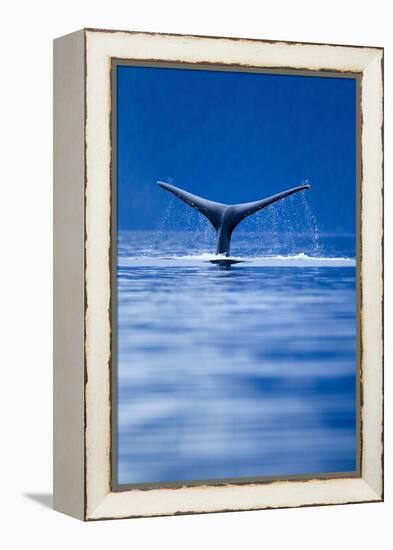 Sounding Humpback Whale, Alaska-null-Framed Premier Image Canvas