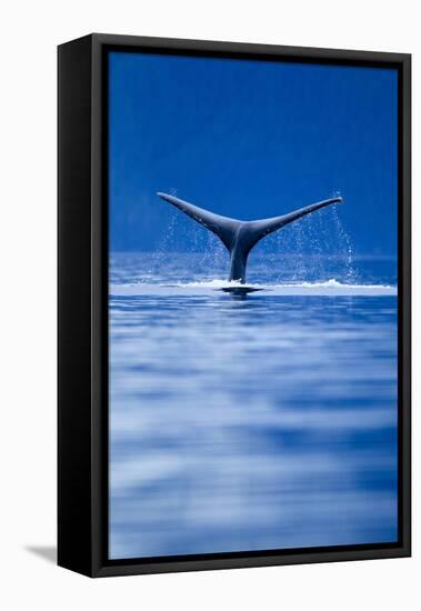 Sounding Humpback Whale, Alaska-null-Framed Premier Image Canvas