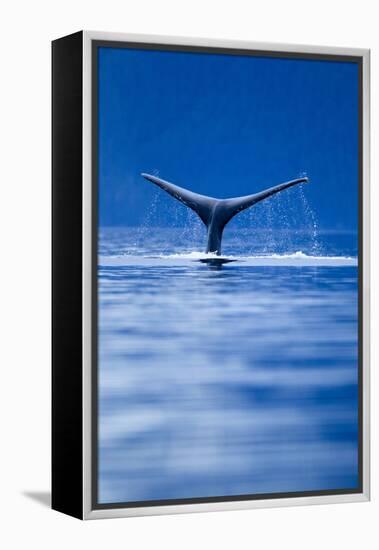 Sounding Humpback Whale, Alaska-null-Framed Premier Image Canvas