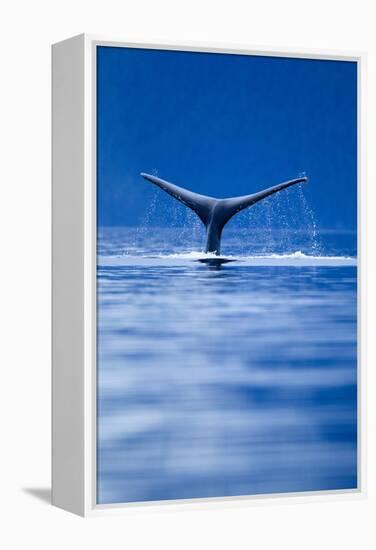 Sounding Humpback Whale, Alaska-null-Framed Premier Image Canvas