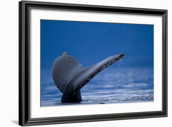 Sounding Humpback Whale, Alaska-Paul Souders-Framed Photographic Print