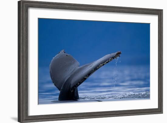 Sounding Humpback Whale, Alaska-Paul Souders-Framed Photographic Print