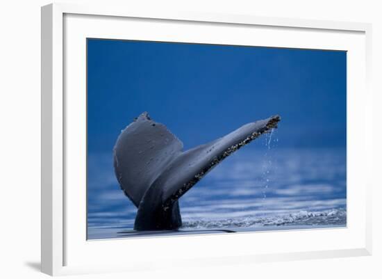Sounding Humpback Whale, Alaska-Paul Souders-Framed Photographic Print