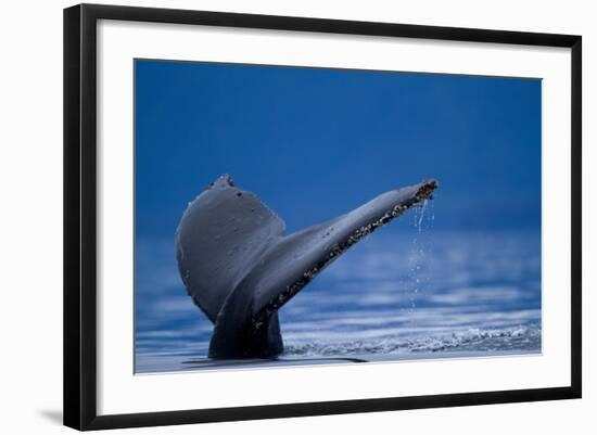 Sounding Humpback Whale, Alaska-Paul Souders-Framed Photographic Print