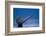 Sounding Humpback Whale, Alaska-Paul Souders-Framed Photographic Print