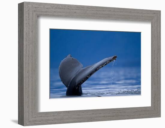 Sounding Humpback Whale, Alaska-Paul Souders-Framed Photographic Print